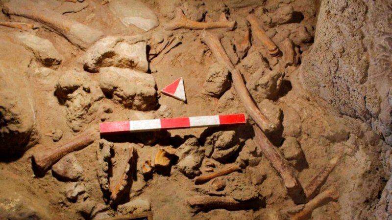 Tağlar mağarasında tapılan neandertal insan qalığı Yaponiyada analiz edilir, nəticələri bu il açıqlanacaq